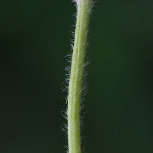 Photographie n°130408 du taxon Ranunculus bulbosus L. [1753]