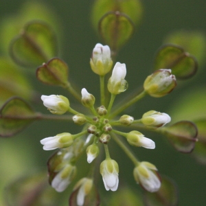 Photographie n°130425 du taxon Microthlaspi perfoliatum (L.) F.K.Mey. [1973]