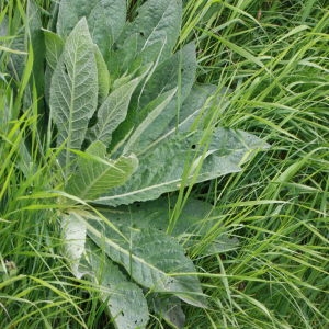 Photographie n°130609 du taxon Verbascum lychnitis L. [1753]