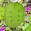  Pierre Bonnet - Lunaria annua L.
