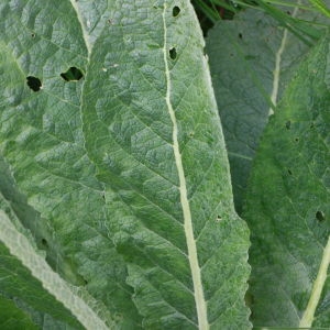 Photographie n°130621 du taxon Verbascum lychnitis L. [1753]