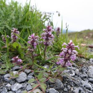 Photographie n°130701 du taxon Ajuga reptans L. [1753]