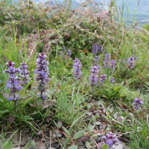 Photographie n°130705 du taxon Ajuga reptans L. [1753]