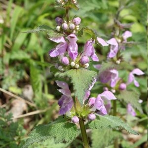 Photographie n°132029 du taxon Lamium maculatum (L.) L. [1763]