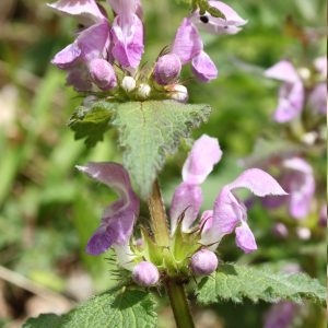 Photographie n°132030 du taxon Lamium maculatum (L.) L. [1763]