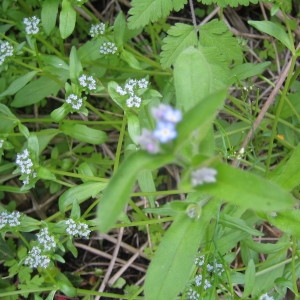 Photographie n°132056 du taxon Myosotis des champs