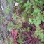  Sabine Ladrech - Geranium robertianum subsp. robertianum