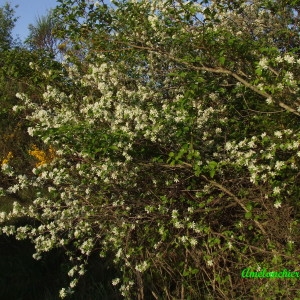 Photographie n°132069 du taxon Amelanchier ovalis Medik. [1793]