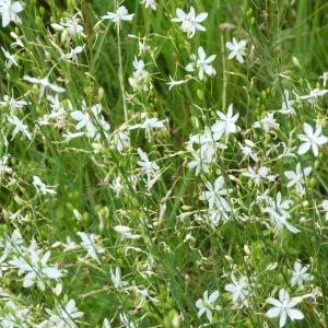 Photographie n°132075 du taxon Anthericum ramosum L. [1753]