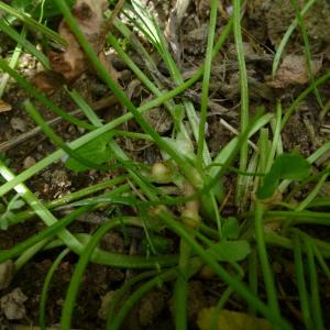  - Ranunculus ficaria subsp. bulbilifer Lambinon [1981]