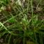  David Mercier - Ranunculus ficaria subsp. bulbilifer Lambinon [1981]