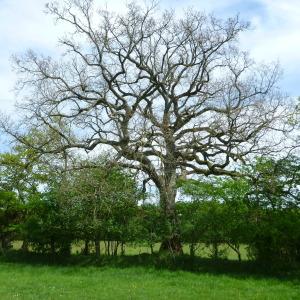 Quercus ×andegavensis Hy (Chêne)