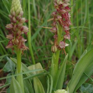  - Orchis anthropophora (L.) All. [1785]