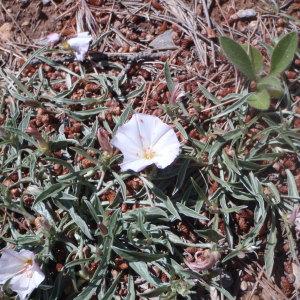 Photographie n°132167 du taxon Convolvulus lineatus L. [1759]