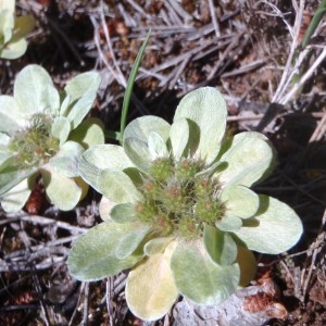 Photographie n°132169 du taxon Evax pygmaea (L.) Brot. [1804]