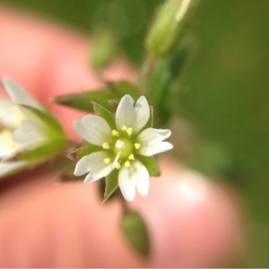 Photographie n°132192 du taxon Cerastium glomeratum Thuill. [1799]