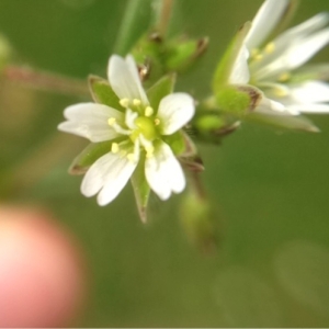 Photographie n°132194 du taxon Cerastium glomeratum Thuill. [1799]