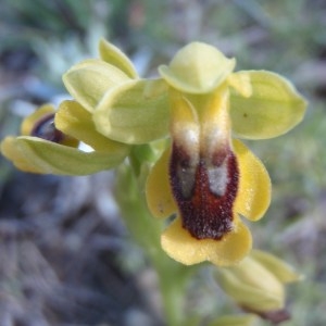 Photographie n°132209 du taxon Ophrys lutea Biv. [1806]