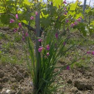 Photographie n°132231 du taxon Gladiolus italicus Mill. [1768]