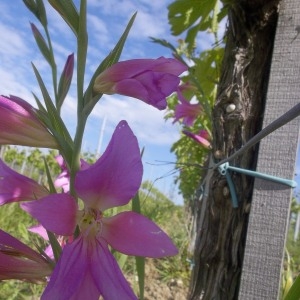 Photographie n°132233 du taxon Gladiolus italicus Mill. [1768]