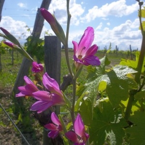 Photographie n°132238 du taxon Gladiolus italicus Mill. [1768]