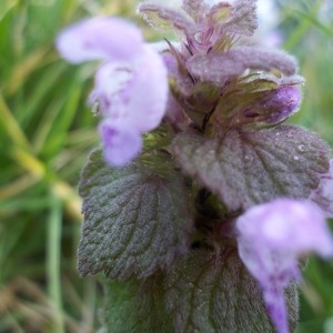 Photographie n°132241 du taxon Lamium purpureum L. [1753]