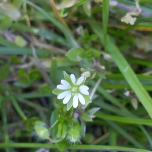 Photographie n°132249 du taxon Stellaria media (L.) Vill. [1789]