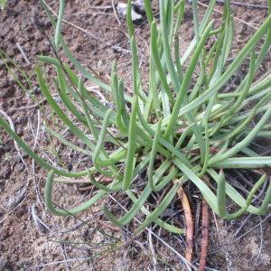 Photographie n°132255 du taxon Plantago crassifolia Forssk. [1775]