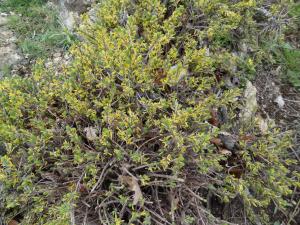 Pol Califice, le 21 mai 2013 (Amélie-les-Bains-Palalda (Roc Saint Sauveur))