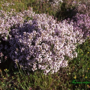 Photographie n°132297 du taxon Thymus vulgaris L. [1753]