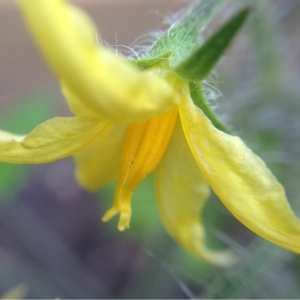 Photographie n°132300 du taxon Solanum lycopersicum L. [1753]