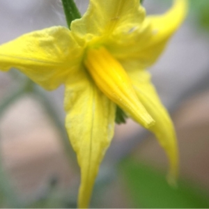 Photographie n°132303 du taxon Solanum lycopersicum L. [1753]