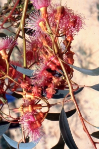 Liliane Roubaudi, le 15 mai 2004 (Tunisie)