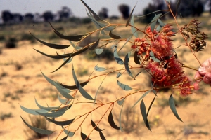 Liliane Roubaudi, le 15 mai 2004 (Tunisie)