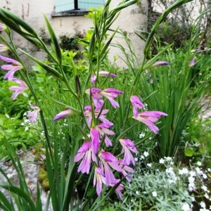 Photographie n°132329 du taxon Gladiolus communis proles dubius (Guss.) Rouy [1912]