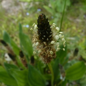 Plantago sp.