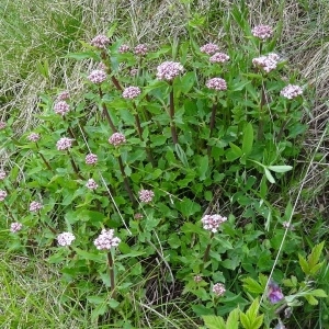 Photographie n°132355 du taxon Valeriana tripteris L.