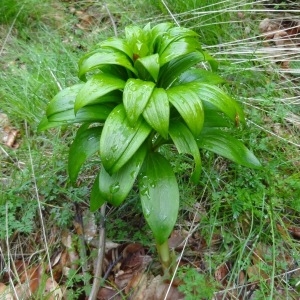 Photographie n°132360 du taxon Lilium martagon L. [1753]