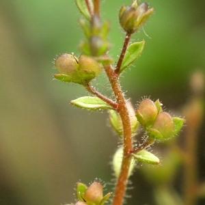  - Veronica acinifolia L. [1762]