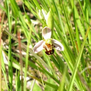 Photographie n°132373 du taxon Ophrys apifera Huds. [1762]
