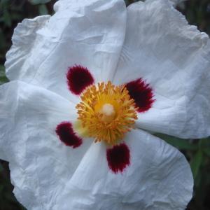 Photographie n°132381 du taxon Cistus L. [1753]