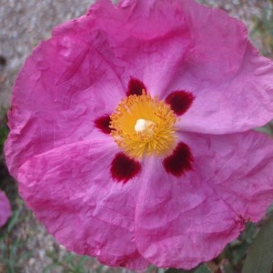 Cistus sp.