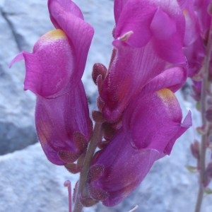 Photographie n°132397 du taxon Antirrhinum majus L. [1753]