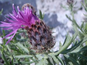 Genevieve Botti, le 18 mai 2013 (Gruissan (ND des Auzils))