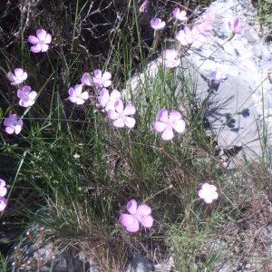 Dianthus subacaulis Vill. (Oeillet à tiges courtes)