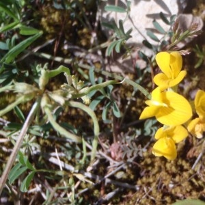 Photographie n°132421 du taxon Hippocrepis comosa L. [1753]