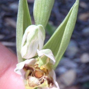 Photographie n°132422 du taxon Ophrys apifera Huds. [1762]