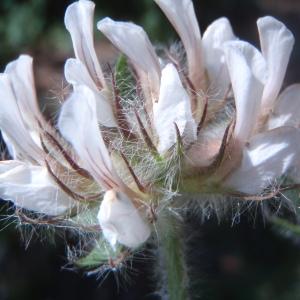 Bonjeanea hirsuta (L.) Rchb. (Bonjeanie hirsute)