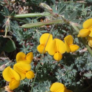 Photographie n°132429 du taxon Lotus creticus sensu auct.Co.