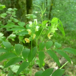 Photographie n°132434 du taxon Lathyrus luteus (L.) Peterm. [1849]